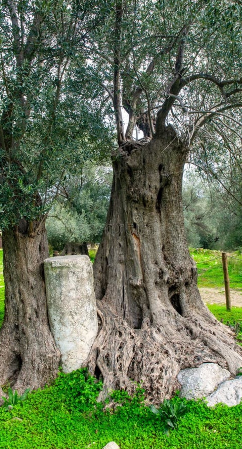 Ancient olive tree of Gortyna, Crete