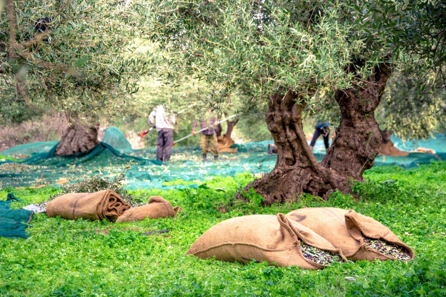 Olive harvest in Crete